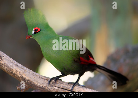 (Tauraco corythaix Touraco de Knysna, Afrique du Sud), l'Afrique Banque D'Images