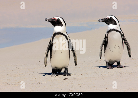 Pingouins Jackass, pingouins africains ou putois pingouins (Spheniscus demersus), paire sur la plage, Boulder, Simon's Town Banque D'Images