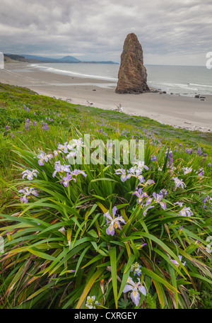 Parc d'état de Cape Blanco, OU Douglas : iris (Iris douglasiana) qui fleurit à flanc de rocher de l'aiguille sur la plage ci-dessous. Banque D'Images