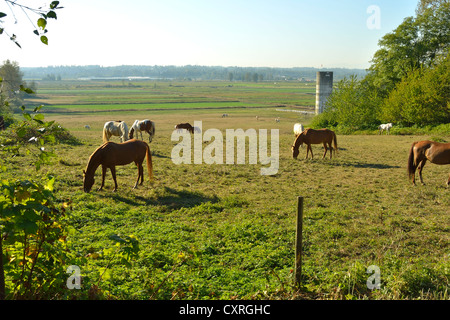 Un troupeau de chevaux et d'errance heureusement de pâturage sur un champ. Banque D'Images