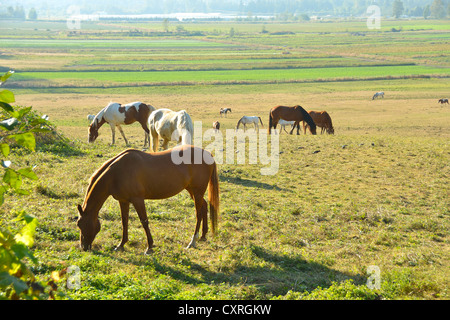 Un troupeau de chevaux et d'errance heureusement de pâturage sur un champ. Banque D'Images