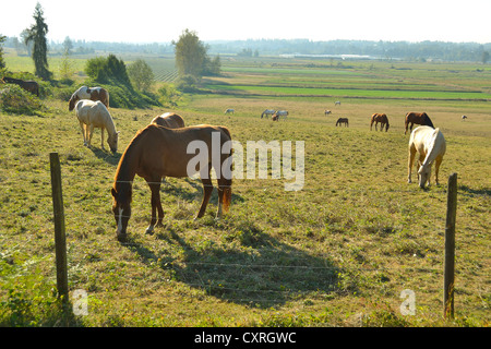 Un troupeau de chevaux et d'errance heureusement de pâturage sur un champ. Banque D'Images