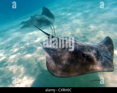 Stingray (Dasyatis sp.), Hauru Point, Moorea, îles du Vent, îles de la société, Polynésie française, l'Océan Pacifique Banque D'Images