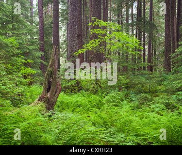 Olympic National Park, Washington : Vine maple (Acer circinatum) dans le sous-bois dans la forêt pluviale tempérée Banque D'Images