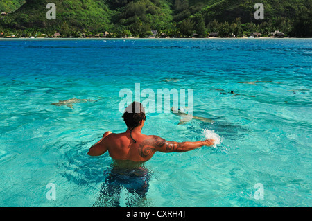 L'homme nage avec une raie (Dasyatis sp.), Stingray World, Hauru Point Moorea, îles du Vent, îles de la société Banque D'Images