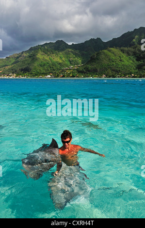 L'homme nage avec une raie (Dasyatis sp.), Stingray World, Hauru Point Moorea, îles du Vent, îles de la société Banque D'Images