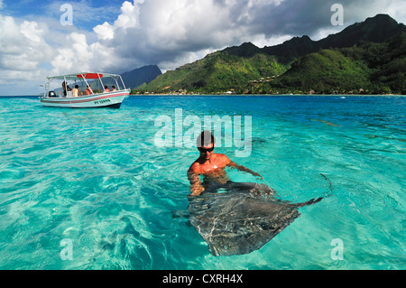 L'homme nage avec une raie (Dasyatis sp.), Stingray World, Hauru Point Moorea, îles du Vent, îles de la société Banque D'Images