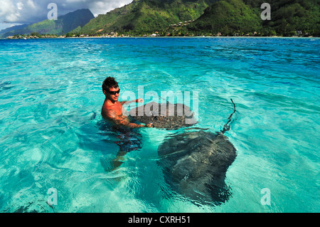 L'homme nage avec les raies (Dasyatis sp.), Stingray World, Hauru Point Moorea, îles du Vent, îles de la société Banque D'Images