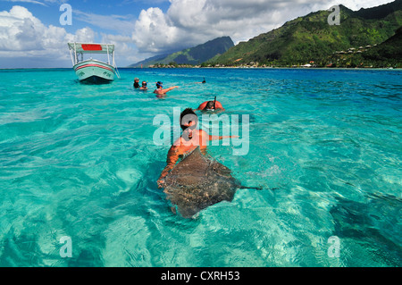 L'homme nage avec une raie (Dasyatis sp.), Stingray World, Hauru Point Moorea, îles du Vent, îles de la société Banque D'Images