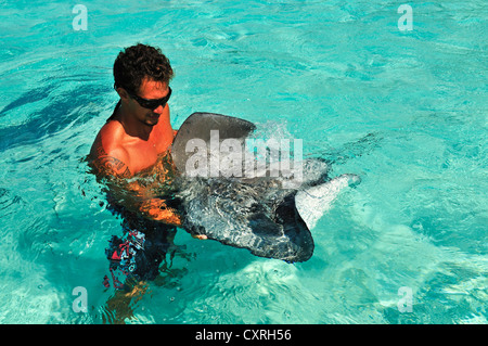 L'homme nage avec une raie (Dasyatis sp.), Stingray World, Hauru Point Moorea, îles du Vent, îles de la société Banque D'Images