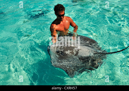 L'homme nage avec une raie (Dasyatis sp.), Stingray World, Hauru Point Moorea, îles du Vent, îles de la société Banque D'Images