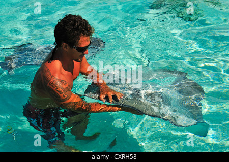 L'homme nage avec une raie (Dasyatis sp.), Stingray World, Hauru Point Moorea, îles du Vent, îles de la société Banque D'Images