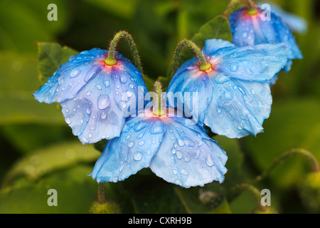 Le pavot bleu de l'Himalaya (Meconopsis betonicifolia), avec de l'eau gouttelettes, Schleswig-Holstein, Allemagne, Europe Banque D'Images