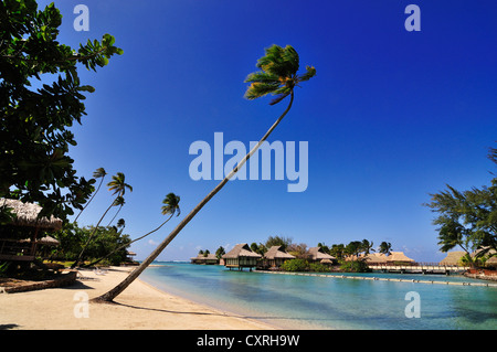 Hôtel Intercontinental, Moorea, îles du Vent, îles de la société, Polynésie française, l'Océan Pacifique Banque D'Images
