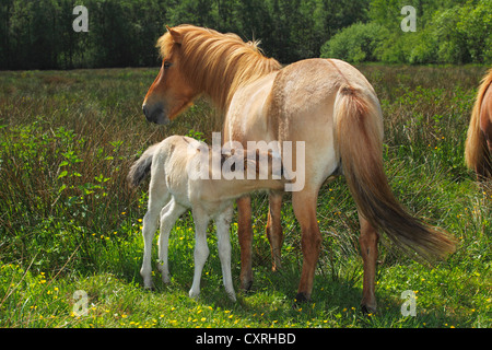 Une mare et un poulain de lait, des chevaux Islandais, (Equus przewalskii f. caballus), l'Allemagne, de l'Europe Banque D'Images