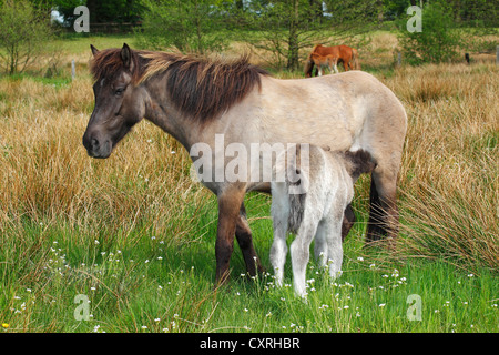 Mare suckling un poulain, cheval islandais ou poney islandais Banque D'Images