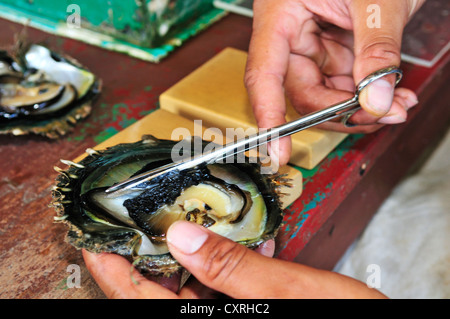 Tauahei pearl farm, Raiatea ou Ra'iatea, Îles sous le Vent, îles de la société, Polynésie française, l'Océan Pacifique Banque D'Images