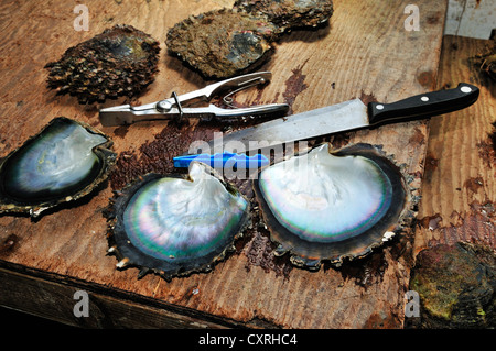 Tauahei pearl farm, Raiatea ou Ra'iatea, Îles sous le Vent, îles de la société, Polynésie française, l'Océan Pacifique Banque D'Images