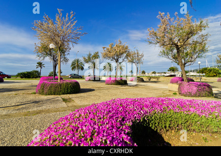 Parc de la Mar park, Palma, Majorque, Majorque, Iles Baléares, Espagne, Europe Banque D'Images