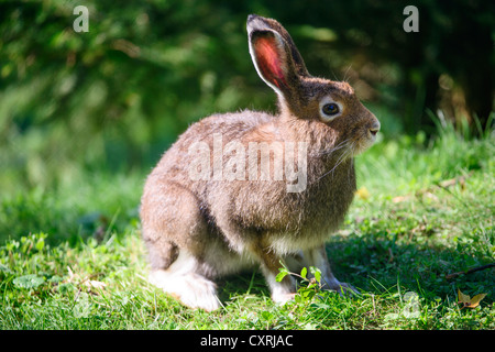 Lièvre (lat. Lepus timidus) avec les cheveux bruns en été Banque D'Images