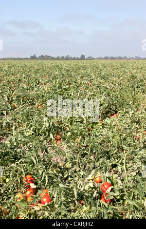 Champ de tomates, avant la récolte, Q27 variété. Banque D'Images