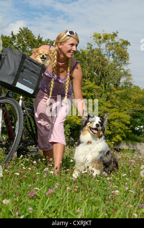 Femme avec un chihuahua dans un panier de vélo, aux côtés de chien berger australien Banque D'Images