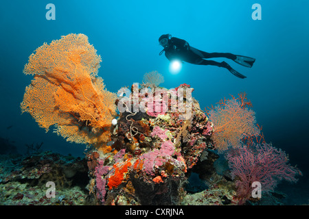 Plongeur avec une torche à la recherche à une barrière de corail avec coraux différents, paysages sous-marins, bloc de corail, Grande Barrière de Corail Banque D'Images