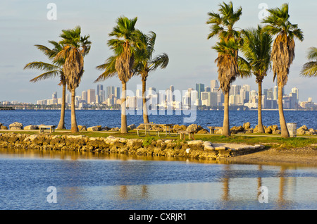 Toits de centre-ville de Miami avec des palmiers à l'avant, de Matheson Hammock Park, Florida, USA Banque D'Images