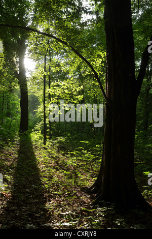 Forêt de hêtres (Fagus sylvatica) en été, la forêt de feuillus à steiger, forêt urbaine d'Erfurt, Thuringe Banque D'Images