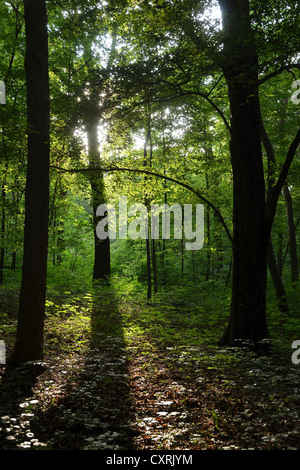 Forêt de hêtres (Fagus sylvatica) en été, la forêt de feuillus à steiger, forêt urbaine d'Erfurt, Thuringe Banque D'Images