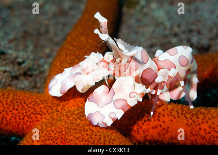 Crevette arlequin Hymenocera picta) (sur une étoile de mer rouge, Grande Barrière de Corail, site du patrimoine mondial de l'UNESCO, dans le Queensland, Cairns Banque D'Images