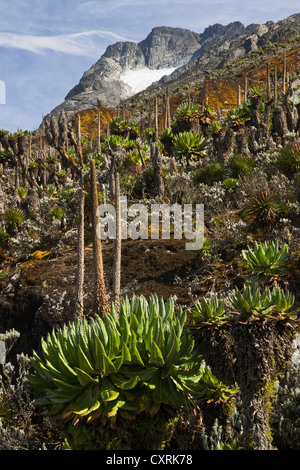 La végétation afro-alpine en face du glacier du mont Baker, montagnes Ruwenzori, Ouganda, Afrique du Sud Banque D'Images