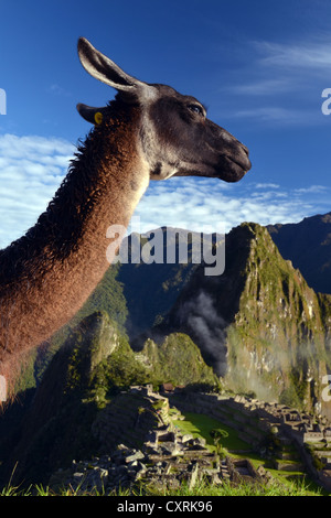 Le lama (lama glama), en face du Machu picchu, près de Cuzco, Pérou, Amérique du Sud Banque D'Images