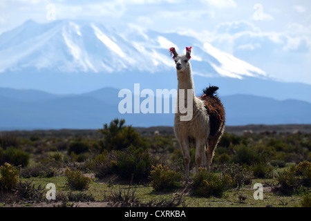 Ou de lama lama (lama glama) debout devant les sommets enneigés des Andes, près de Uyuni, altiplano bolivien Banque D'Images