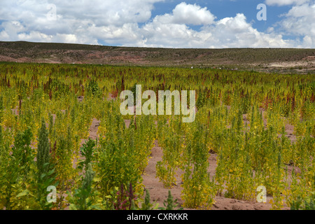 Le quinoa (Chenopodium quinoa), Andes, Bolivie, Amérique du Sud Banque D'Images