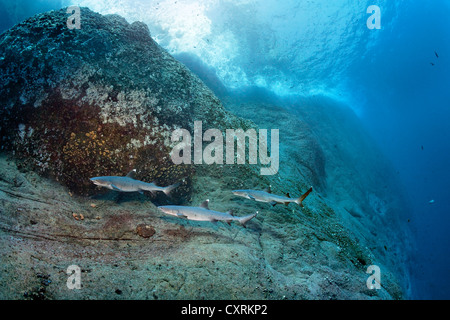 Whitetip reef sharks (Triaenodon obesus), piscine en face de falaises, Roca Partida, Socorro, Îles Revillagigedo, archipelago Banque D'Images