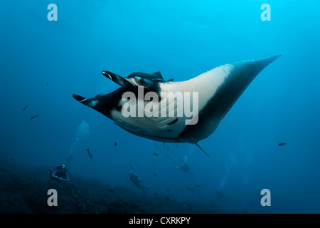 Un groupe de plongeurs de regarder un océanique géant manta (manta birostris) Nager dans le bleu de la mer, San Benedicto Island Banque D'Images