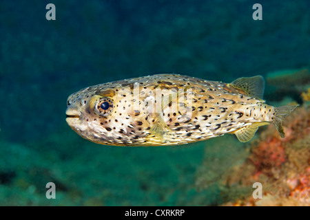 Poisson porc-épic (Diodon holacanthus) nager au-dessus d'un récif, San Benedicto Island, près de Socorro, Îles Revillagigedo Banque D'Images