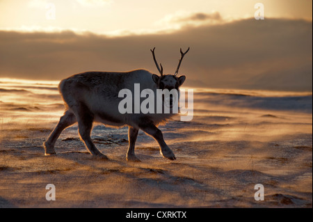 Silhouette d'un jeune mâle Renne du Svalbard (Rangifer tarandus platyrhynchus) en quête de nourriture dans les eaux glacées, soulevée par le vent Banque D'Images