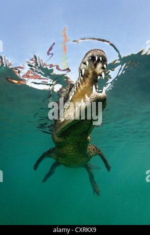 Saltwater Crocodile ou estuariens ou Crocodile Crocodile Indo-pacifique (Crocodylus porosus), tête, bouche, dentition, underwater Banque D'Images