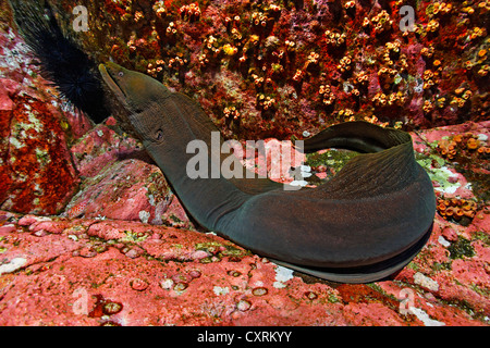 Moray mouchetée Fine ou Murène tachetée (Gymnothorax dovii) sur des fonds marins rocheux, Roca Partida, Îles Revillagigedo, Mexique Banque D'Images