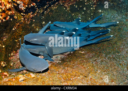 Whitetip Reef Sharks (Triaenodon obesus), dormir sur des roches, Roca Partida, Îles Revillagigedo, le Mexique, l'Amérique Banque D'Images