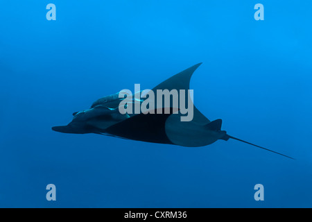 Oceanic géant manta (manta birostris) avec deux Remoras, Suckerfish ou Sharksuckers (Remora remora), Roca Partida Banque D'Images