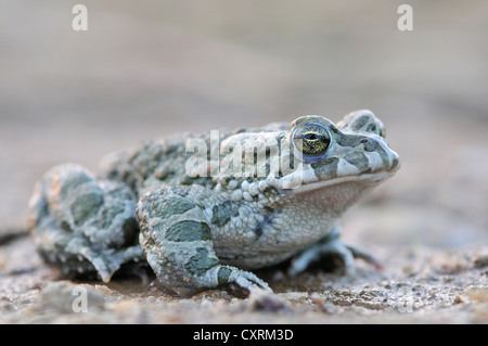 European Crapaud vert (Bufo viridis) près de complexes d'une carrière de gravier rempli d'eau, près de Leipzig, Saxe, Allemagne, Europe Banque D'Images