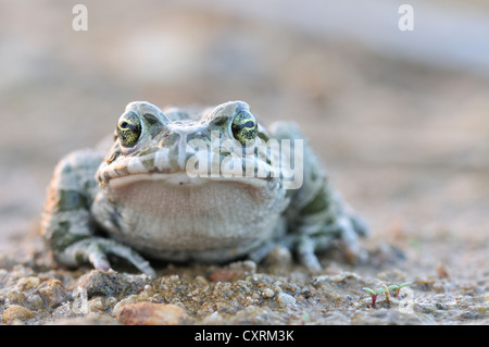 European Crapaud vert (Bufo viridis) près de complexes d'une carrière de gravier rempli d'eau, près de Leipzig, Saxe, Allemagne, Europe Banque D'Images