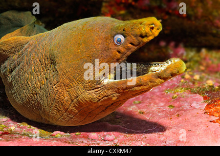 Panamic murène verte ou châtaignier Moray (Gymnothorax castaneus), geste menaçant, Roca Partida, Îles Revillagigedo Banque D'Images