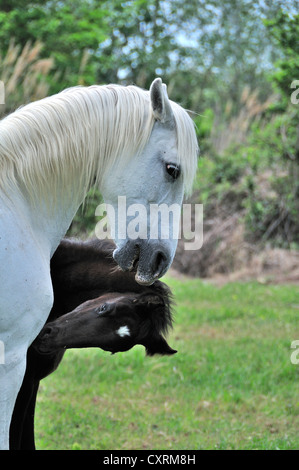 Chevaux blancs de la Camargue, Provence, France poulains naissent noir Banque D'Images