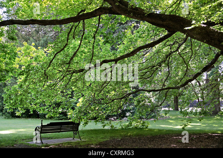 Vieil arbre et banc de parc dans les jardins botaniques, Canterbury, île du Sud, Nouvelle-Zélande Banque D'Images