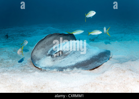 Le sud de Stingray (Dasyatis americana) à la recherche de nourriture sur la plage de sable de l'océan, la limande lutjans (Ocyurus chrysurus) Banque D'Images