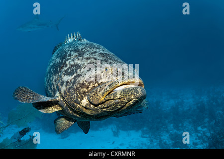 De mérous géants de l'Atlantique ou du poisson (Epinephelus itajara ou Jewfish itajara) Nager en face de récifs coralliens, République de Cuba Banque D'Images